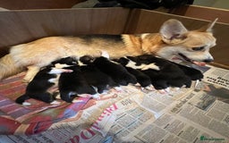Welsh Corgi Pembroke dogs for sale: 6 KC stunning Tricolour corgi dogs - Image 1