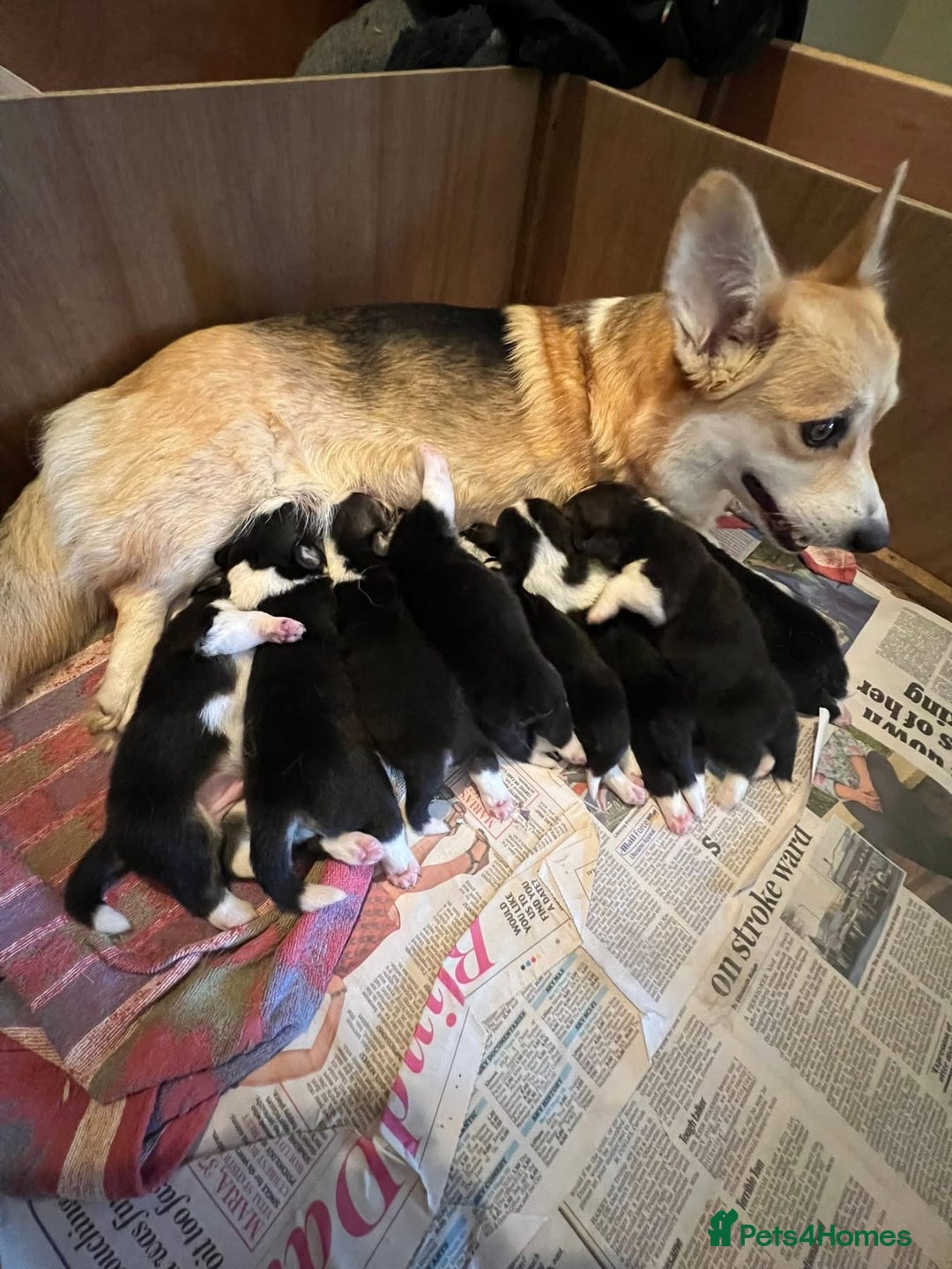Welsh Corgi Pembroke dogs for sale: 6 KC stunning Tricolour corgi dogs - Image 1