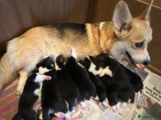 Welsh Corgi Pembroke dogs - Advert 2