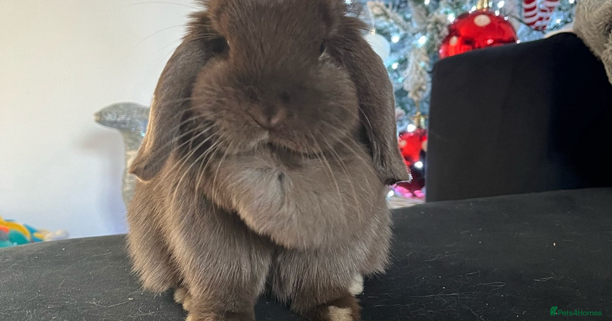 Mini lop rabbits ready to leave now for sale in Leeds | Pets4Homes