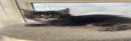 Maine Coon cats for sale: Maine coon kittens for sale - Advert 7