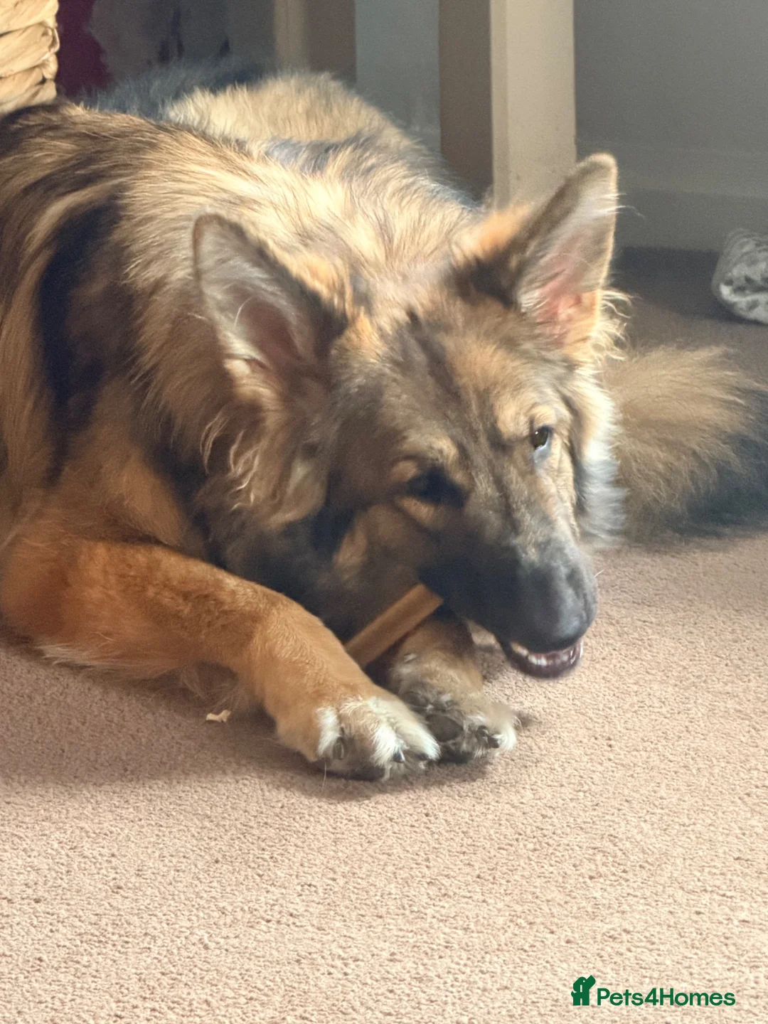 German Shepherd dogs for sale: KC reg 1 year bitch German Shepherd  - Advert 2