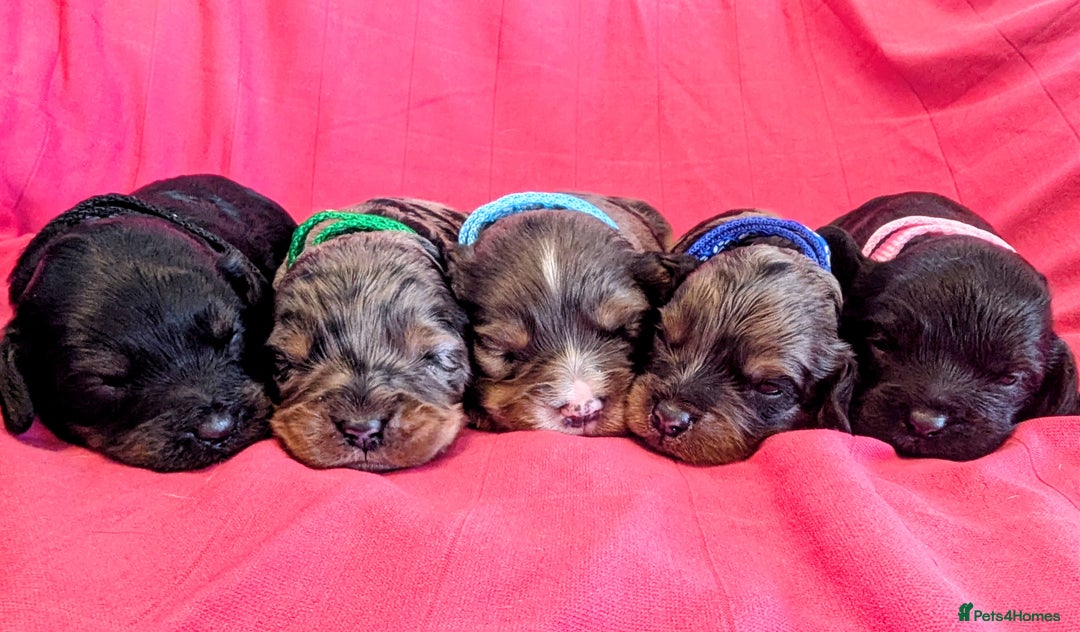 Cavapoo dogs for sale: Beautiful Phantom Merle and Phantom Cavapoos - Image 7