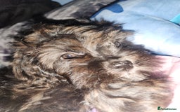 Mixed Breed dogs for sale: Female shit poo dog  - Image 6