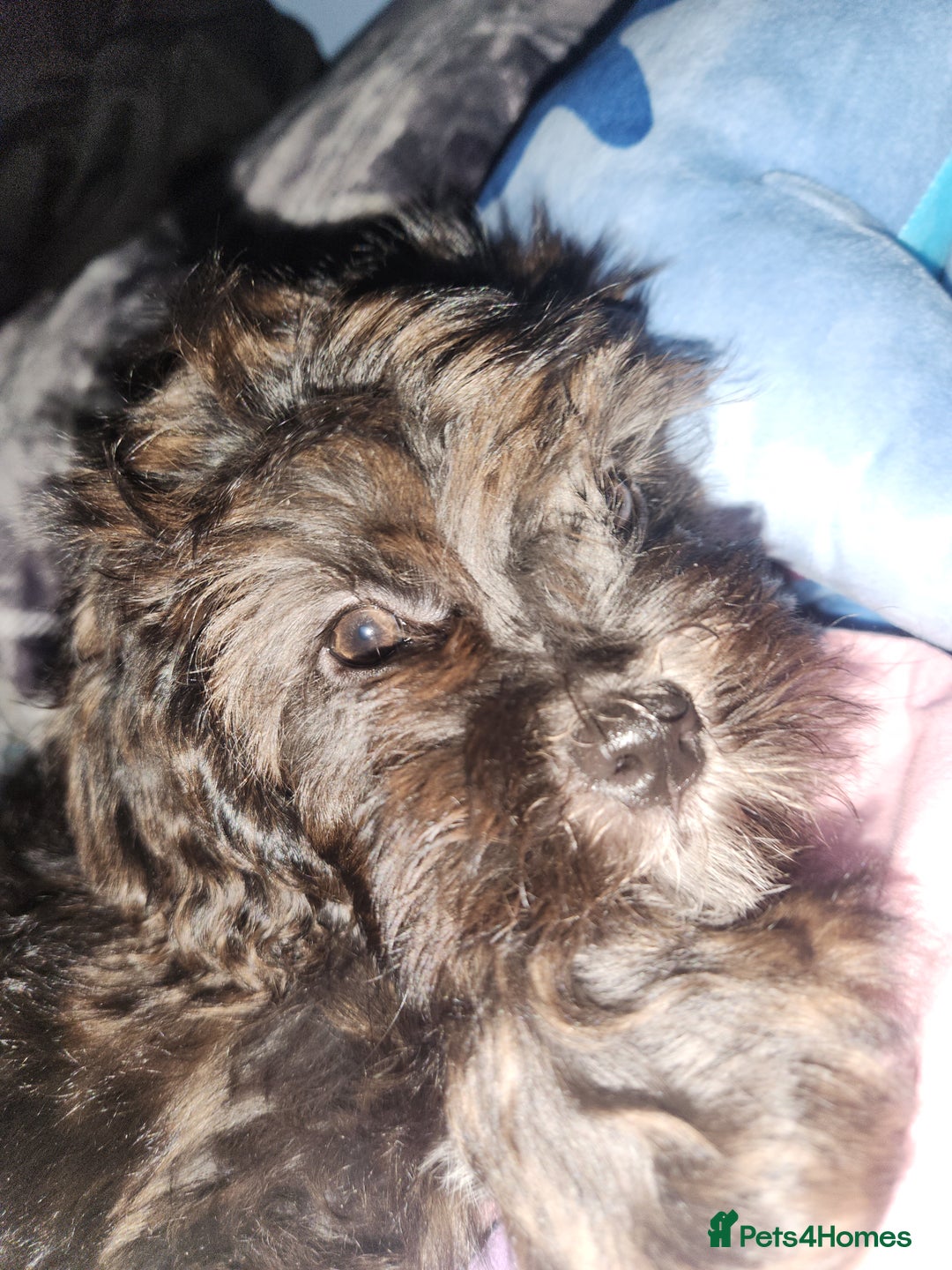 Mixed Breed dogs for sale: Female shit poo dog  - Image 6