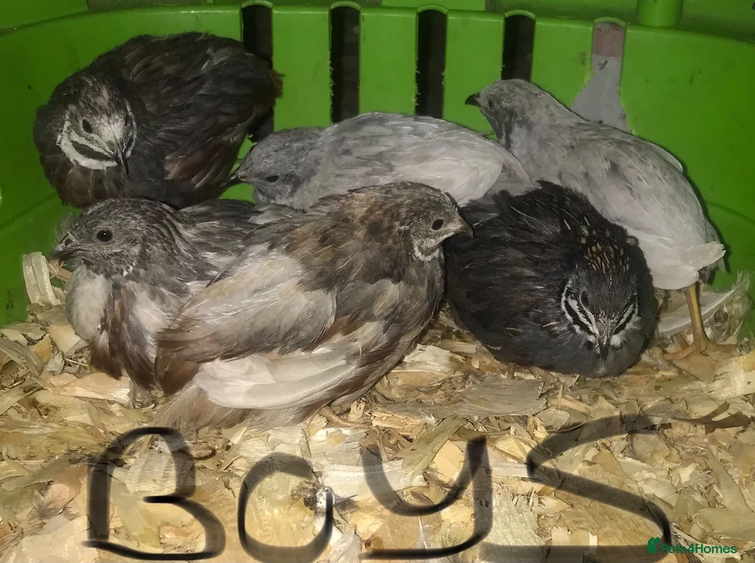 Quail poultry for sale: SEXED QUAILS, CHINESE PAINTED BUTTONS ! - Advert 8