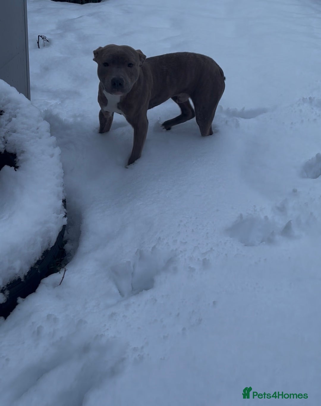 Staffordshire Bull Terrier dogs for sale: 5⭐HOME ONLY! Male Staffy - Advert 3