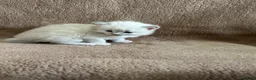 Ragdoll cats for sale: Ragdoll kittens  in Edinburgh - Advert 29