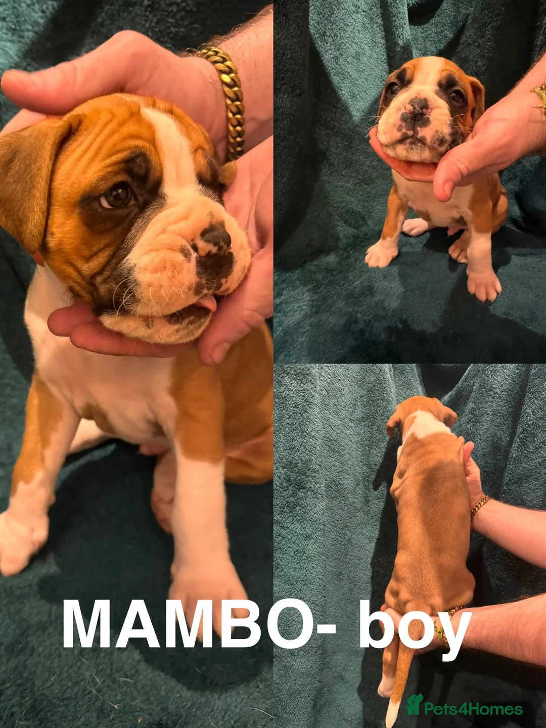 Boxer dogs for sale: Boxer puppies - Advert 13