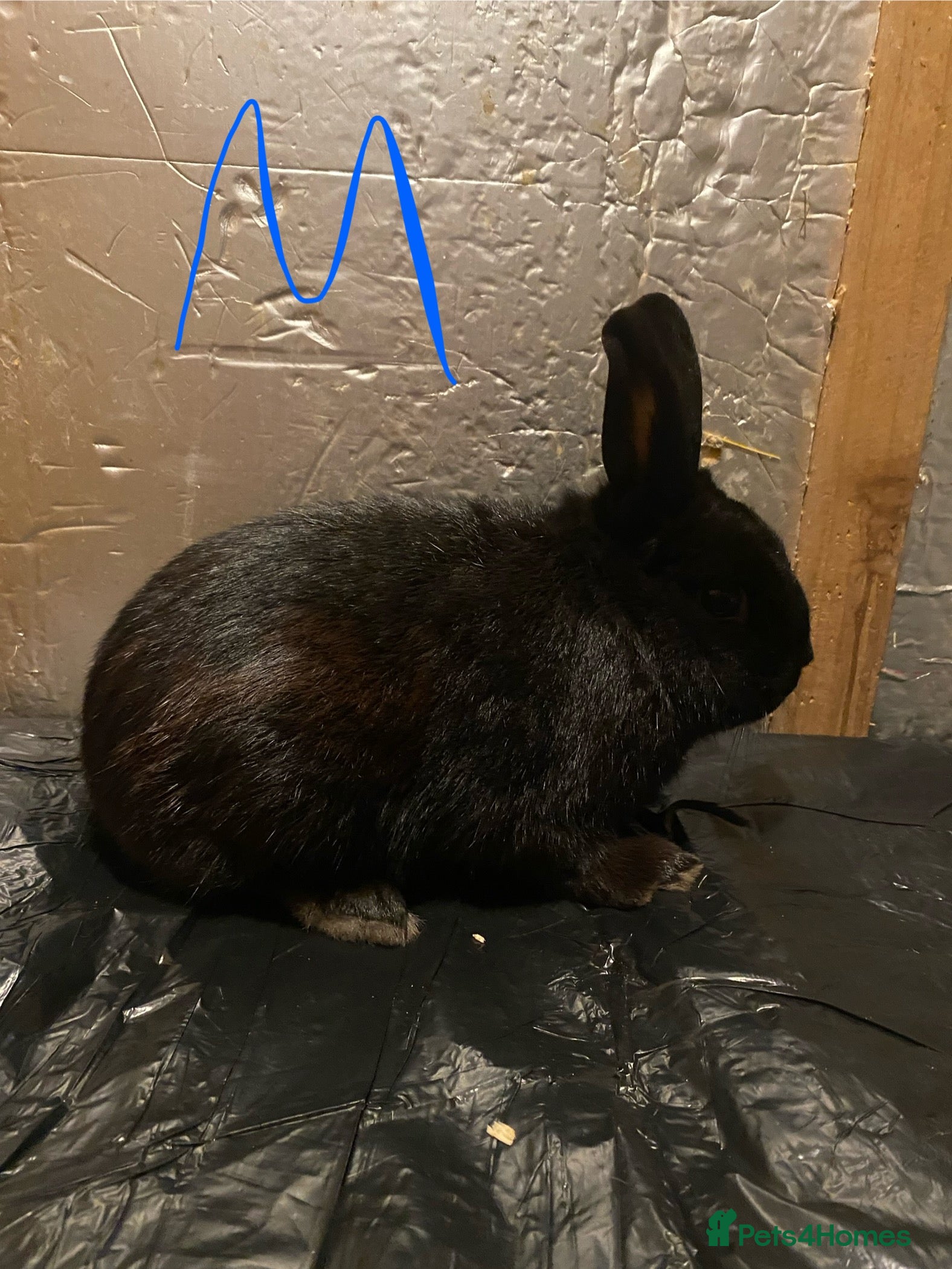 Mixed Breed rabbits Mini Rex  - Advert 5