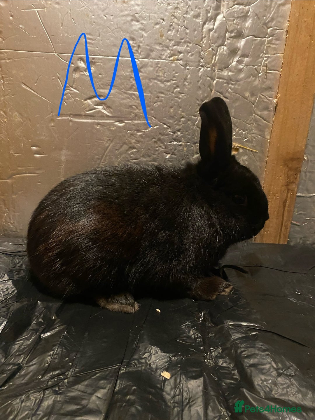 Mixed Breed rabbits for sale: Baby neatherland dwarfs - Advert 4