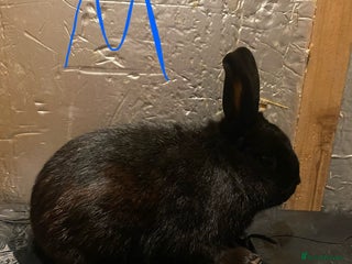 Mixed Breed rabbits Mini Rex - Advert 5