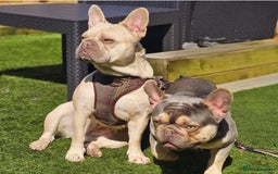 French Bulldog dogs for sale: Stunning platinum and lilac fawn boys and girls - Image 3