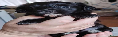 Mixed Breed 1