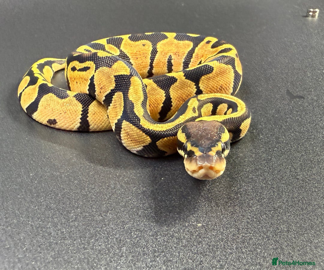 Python Snake reptiles for sale: Beautiful Ball Python Babies - Image 11