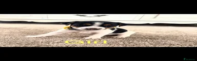 Jack Russell 3