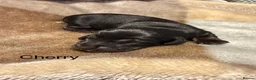 Dachshund dogs for sale: Black and cream longhaired miniature dachshund  - Advert 12