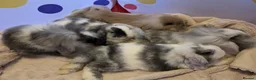 Mini Lop rabbits for sale: Beautiful mini lop x mini lion lop babies for sale - Advert 5