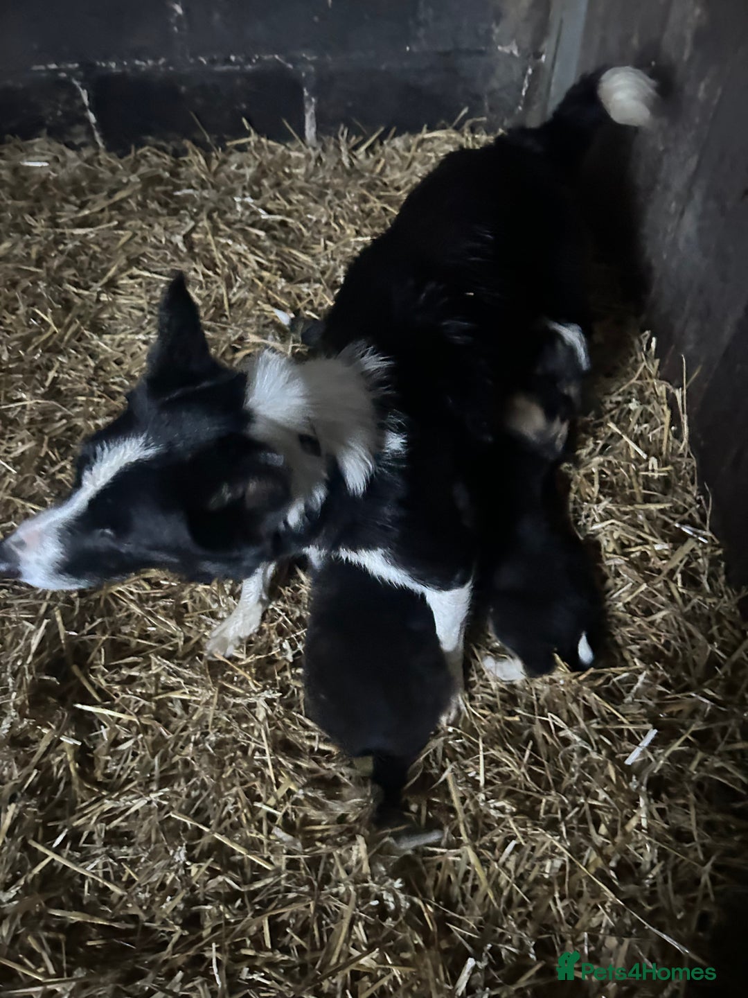 Border Collie dogs for sale: Border Collie Puppies  - Advert 6