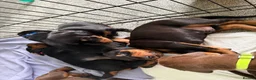 Dobermann dogs for sale: 1 Beautiful Female Doberman Puppy  - Advert 3