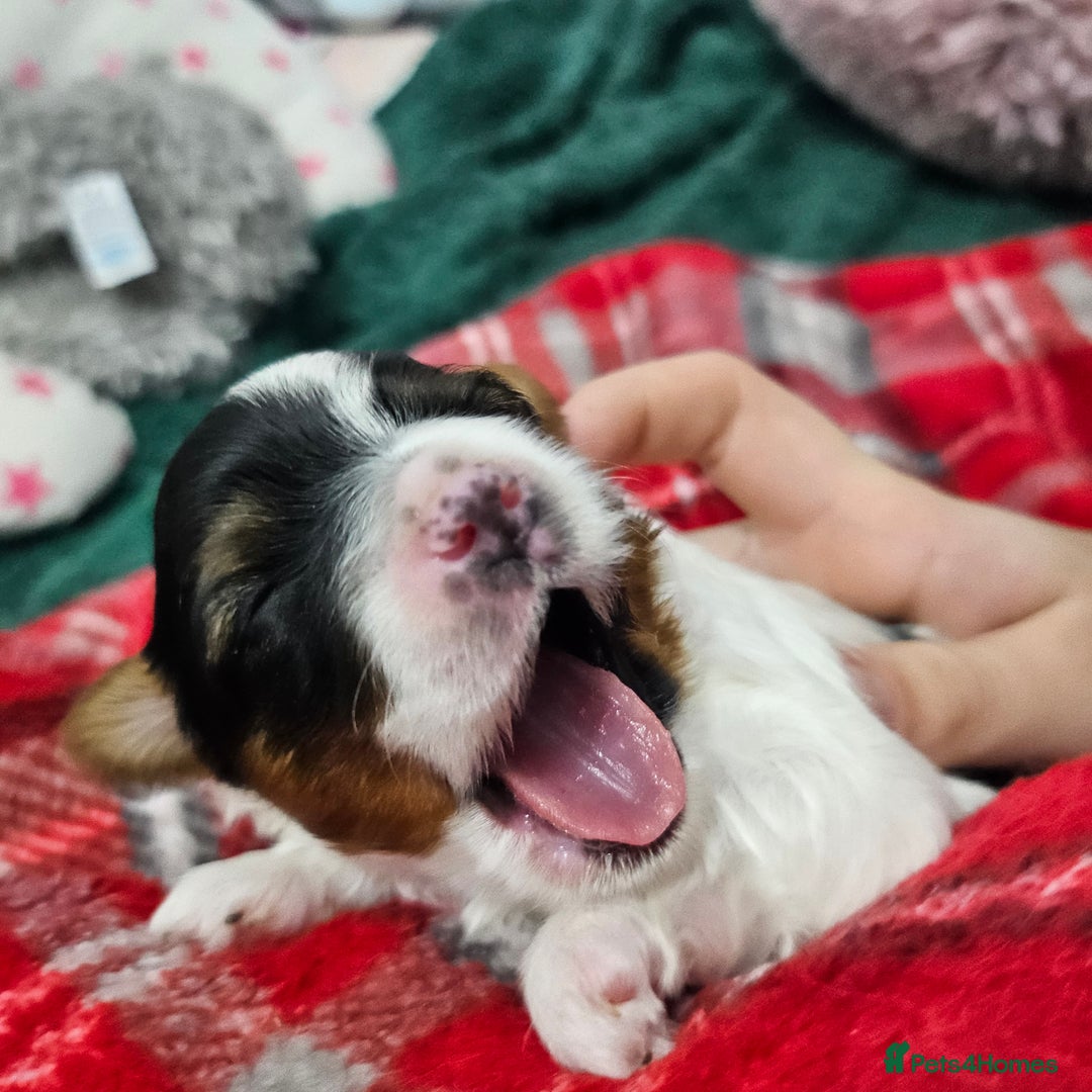 Yorkshire Terrier dogs for sale: Two beautiful Yorkshire Terrier (Biewer) puppies - Advert 2