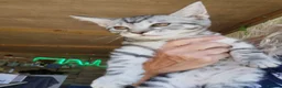 Mixed Breed cats for sale: Maine coon cross  - Advert 16