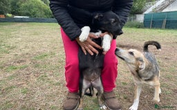 Mixed Breed dogs for adoption: Meet LARISA !  a Lovely Girl - for a Loving Home - Image 3