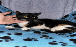 Mixed Breed cats for adoption: Star for adoption - Image 1