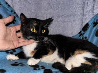 Mixed Breed cats - Advert 2