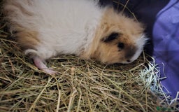 Guinea Pig rodents for sale: Beautiful Swiss Boar - Image 4