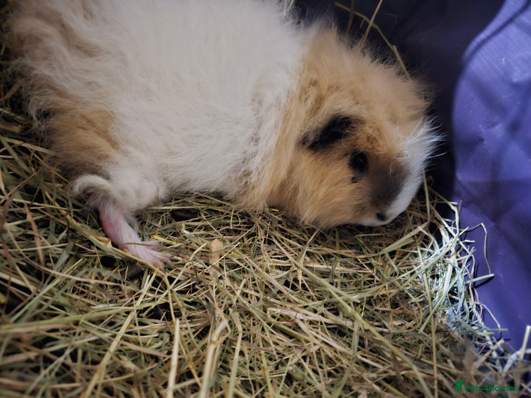 Guinea Pig rodents for sale: Beautiful Swiss Boar - Image 4