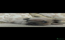 French Bulldog dogs for sale: Stunning blue fawn male available  - Image 4