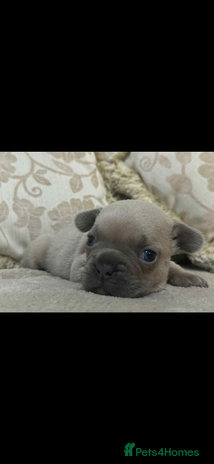 French Bulldog dogs Stunning blue fawn male available - Advert 12