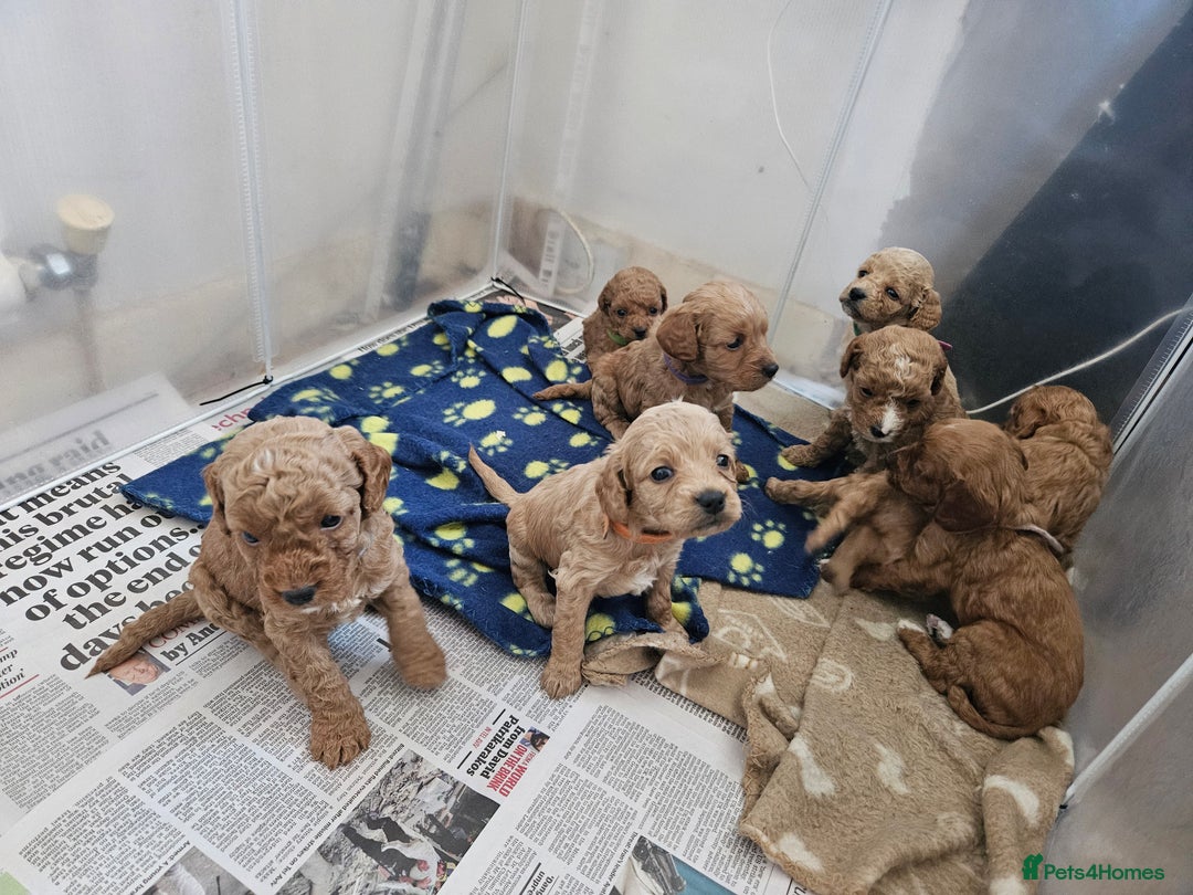 Cavapoo dogs for sale: Cavapoo Puppies  - Image 25