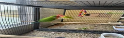 Lovebirds birds for sale: Bonded pair of peach face lovebirds in Leighton Buzzard - Advert 2