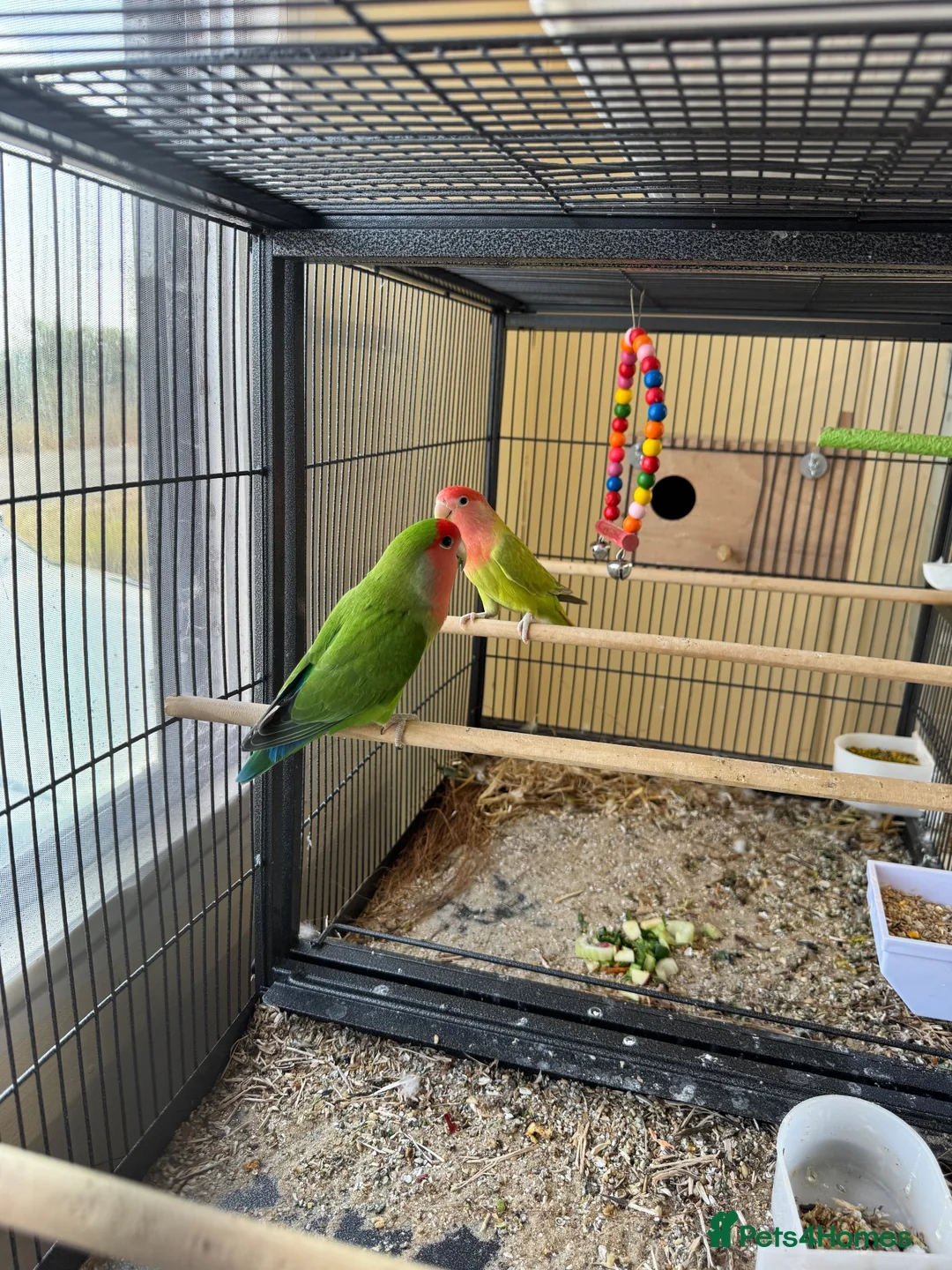 Lovebirds birds for sale: Bonded pair of peach face lovebirds in Leighton Buzzard - Advert 2