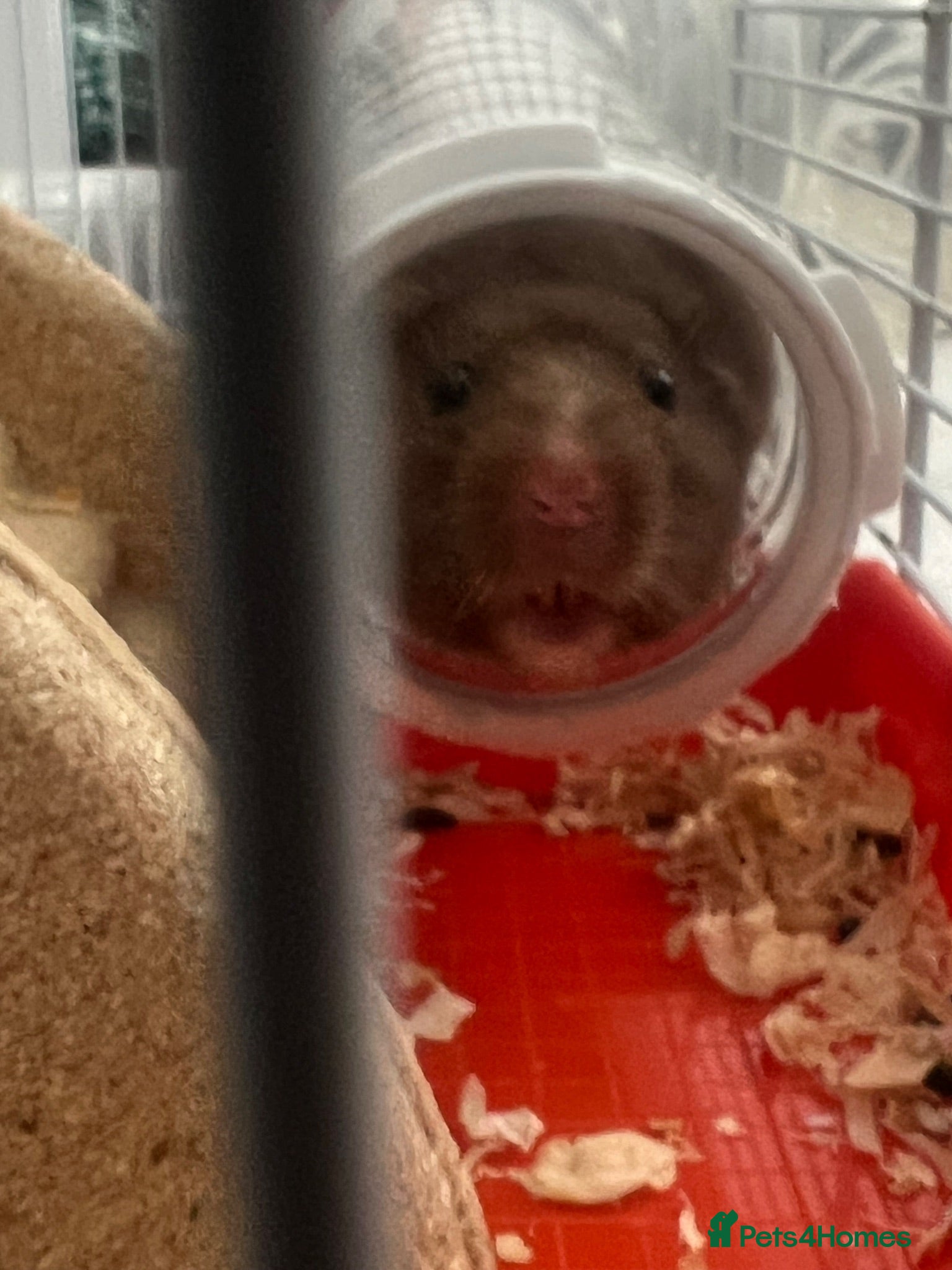 Hamster rodents Hamster for rehome - Advert 7