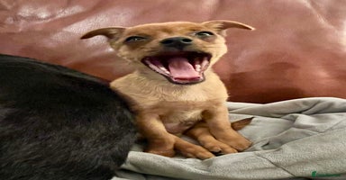 Chihuahua dogs - Advert 16