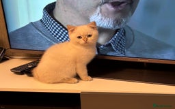 British Shorthair cats for sale: British Shorthair golden and silver - Image 5