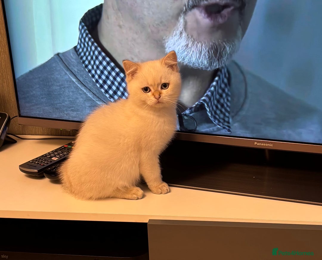 British Shorthair cats for sale: British Shorthair golden and silver - Image 5