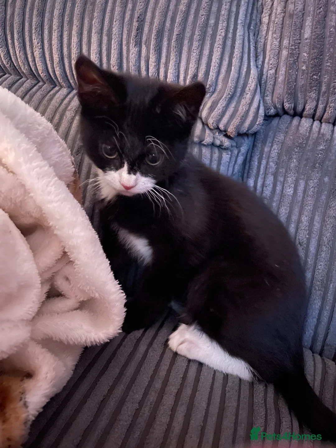 Mixed Breed cats for sale: Young adult female tuxedo Cat for rehoming  - Advert 2