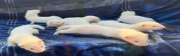 Ferret rodents for sale: Albino Ferret kits for sale  - Advert 9