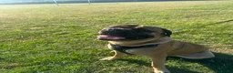 Bullmastiff dogs for stud: Bullmastiff to stud  in Immingham - Advert 3