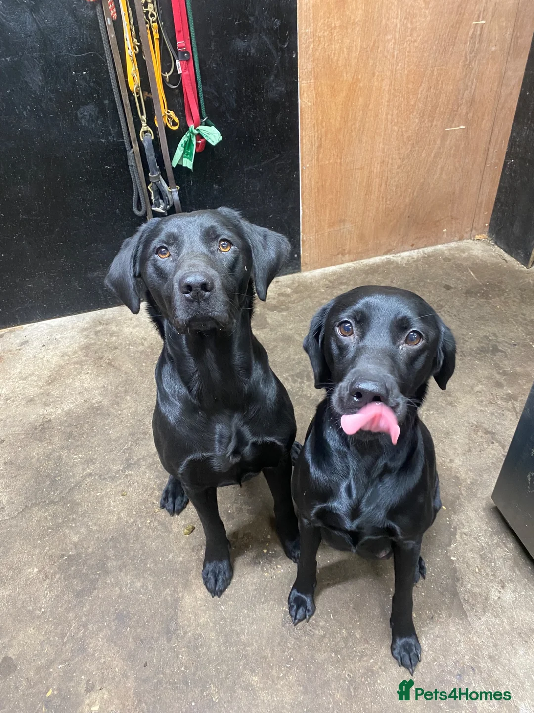 Labrador Retriever dogs for stud: Fin - BLACKTHORN - Advert 2
