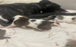 Mixed Breed dogs for sale: Staffordshire bull terrier cross - Advert 8