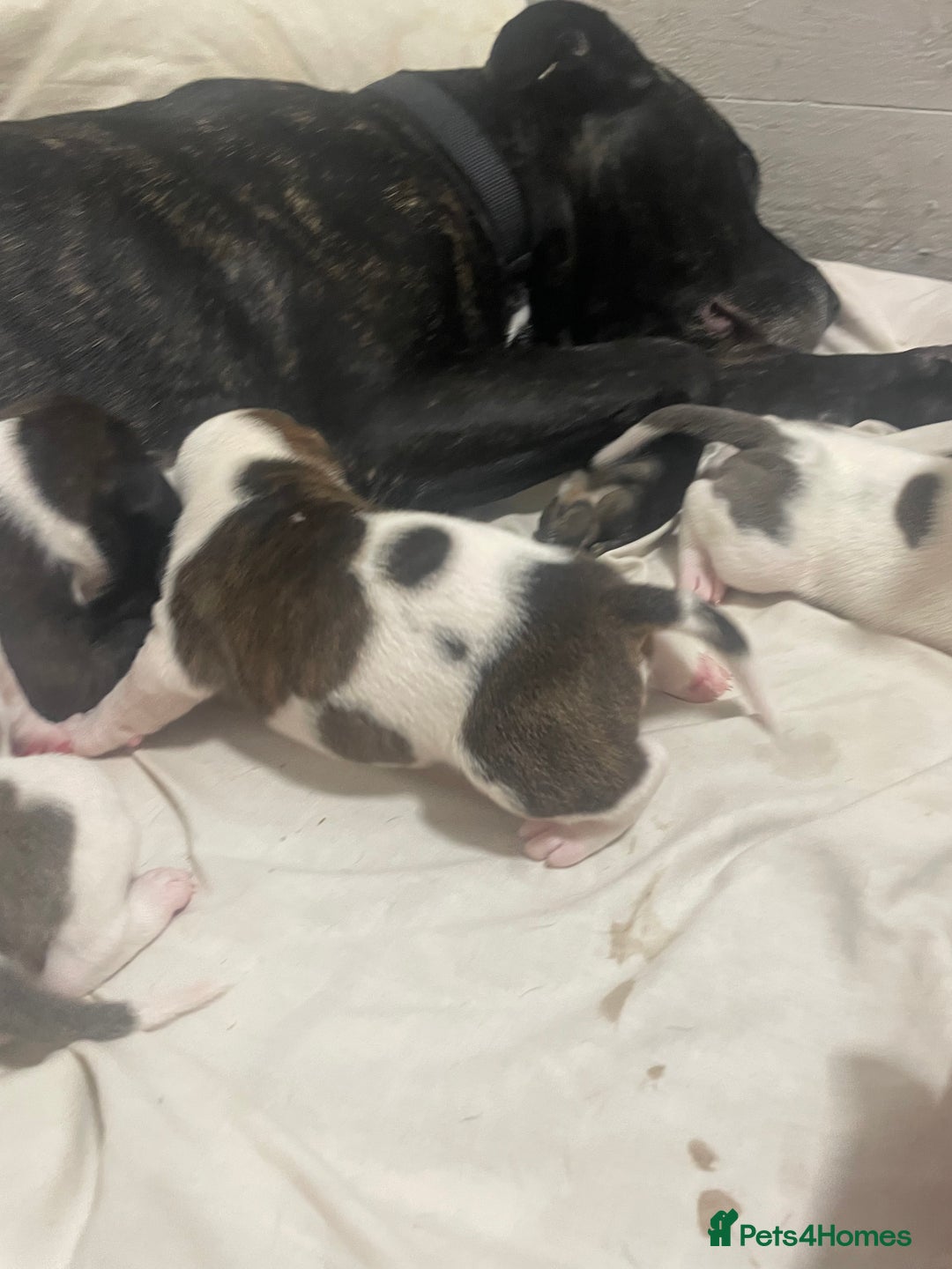 Mixed Breed dogs for sale: Staffordshire bull terrier cross - Advert 8