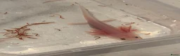 Axolotl reptiles for sale: 12 Axolotls ready to go 3 months old  - Advert 20