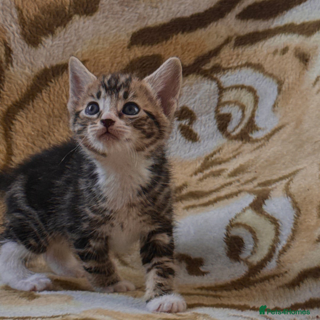 Mixed Breed cats for sale: 7 Beautiful Tabby Kitties in Greenford - Image 4