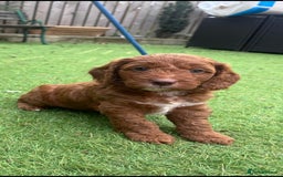 Cockapoo dogs for sale: F1 cockapoos  - Image 5