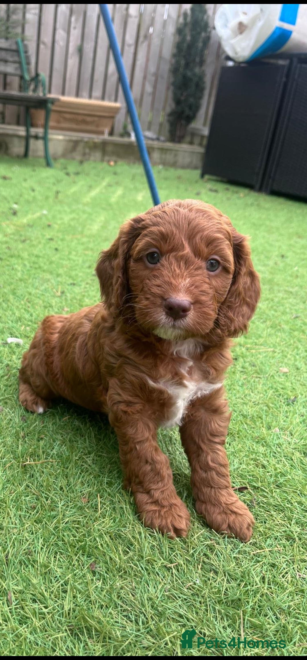 Cockapoo dogs for sale: F1 cockapoos  - Image 5
